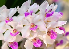 Dendobrium Orchid India